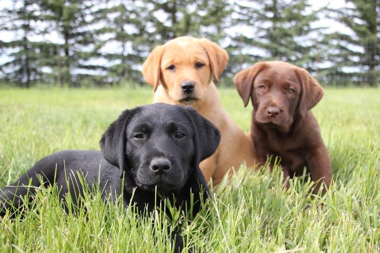 Starstruck Labradors