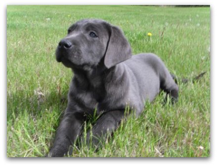 charcoal grey labrador