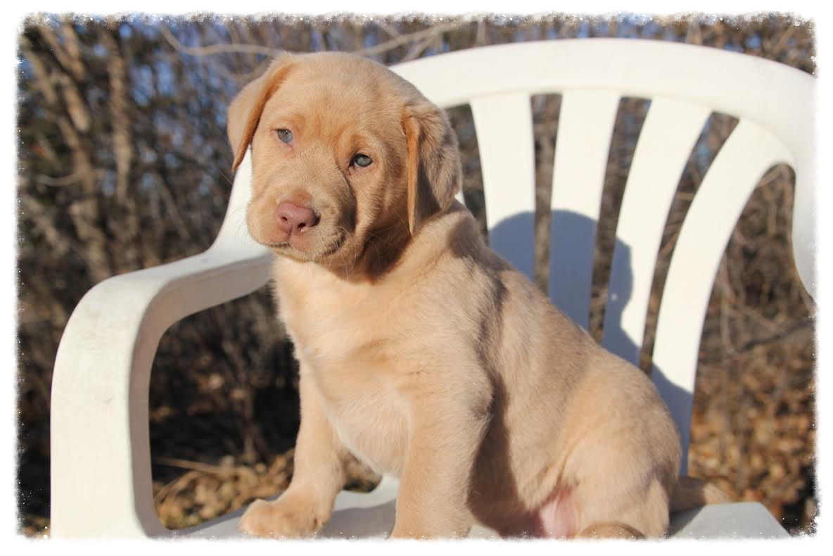 Ckc store labrador retriever