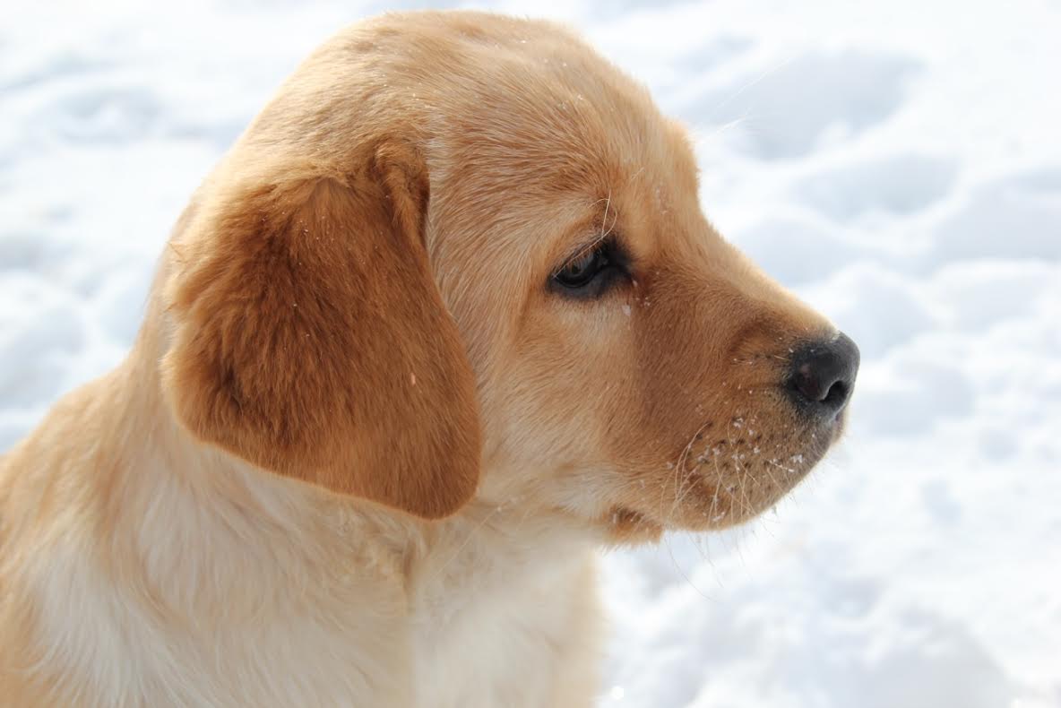 Young labrador retriever cheap for sale