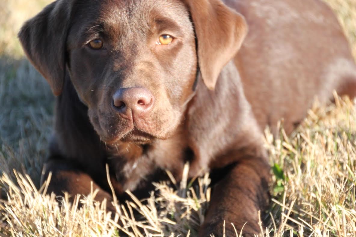 Chocolate retriever clearance puppies for sale