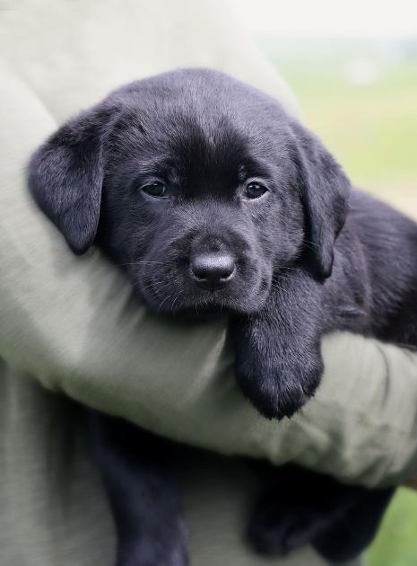 Labradors best sale 4 sale