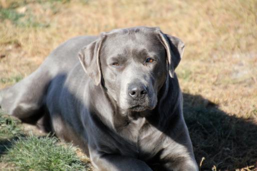 Silver store english labrador