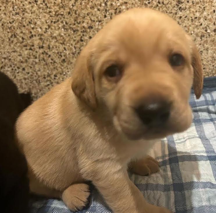 Starstruck Labradors